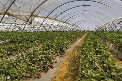 美國新型生物農場 社區居民入股共享農業新模式