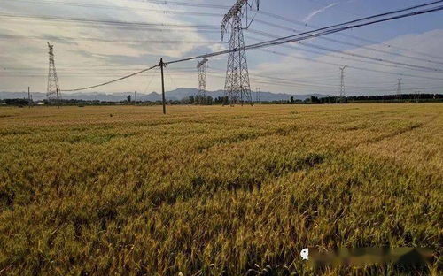 我國農作物良種覆蓋率超96%，自主選育品種面積占比超95%，水果種植業蓬勃發展