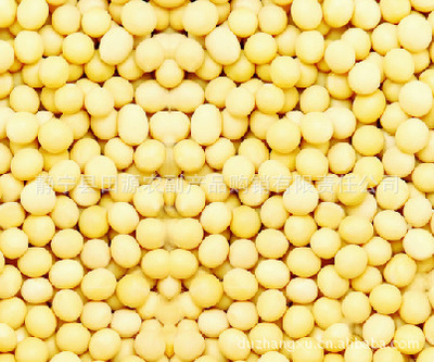 批發精選大豆 無污染、營養豐富的健康選擇