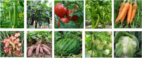 無毒更高效！富朗防線護(hù)根菌劑 守護(hù)水果種植的綠色革命