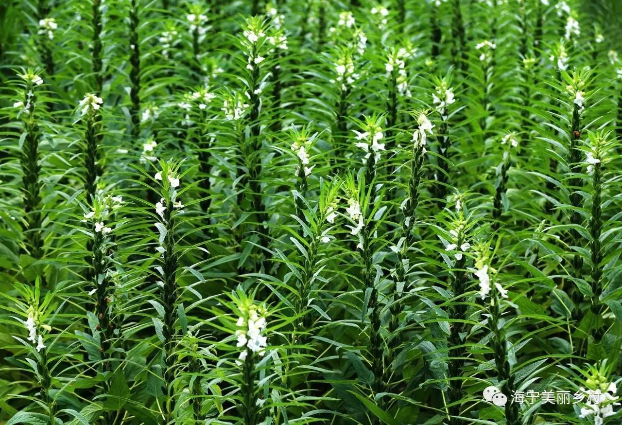 【上照時(shí)間】這些漂亮的農(nóng)作物，你認(rèn)識(shí)嗎？