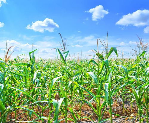 硝煙下的耕耘 俄烏沖突長(zhǎng)期化背景下的赫爾松春耕與糧食安全挑戰(zhàn)